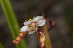 Pink sundew